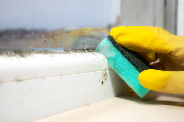 Best Bathroom Mold Remediation in Coaldale, PA